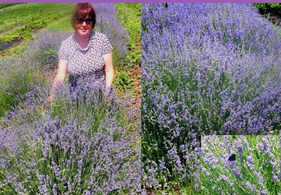 Лаванда самосевом размножается ли