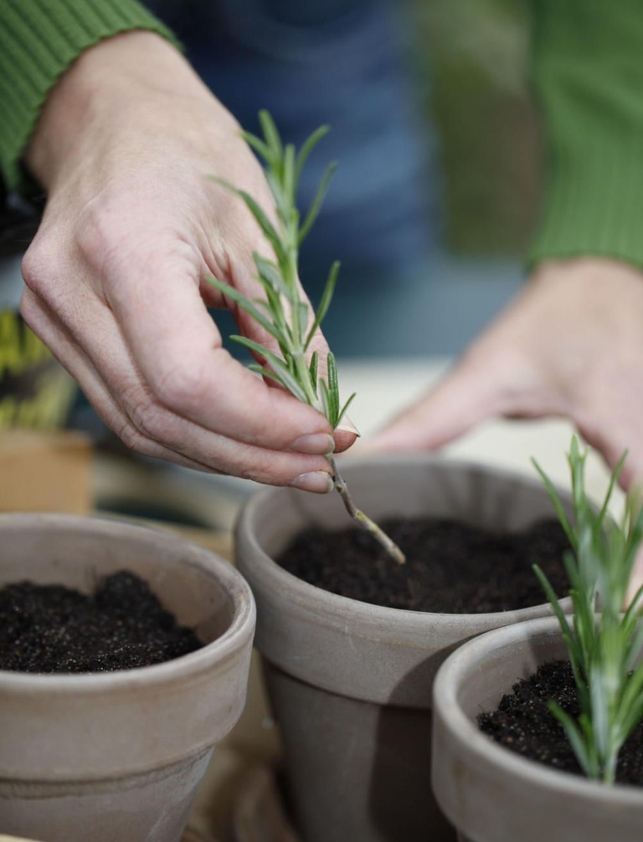 Почва для лаванды в горшке