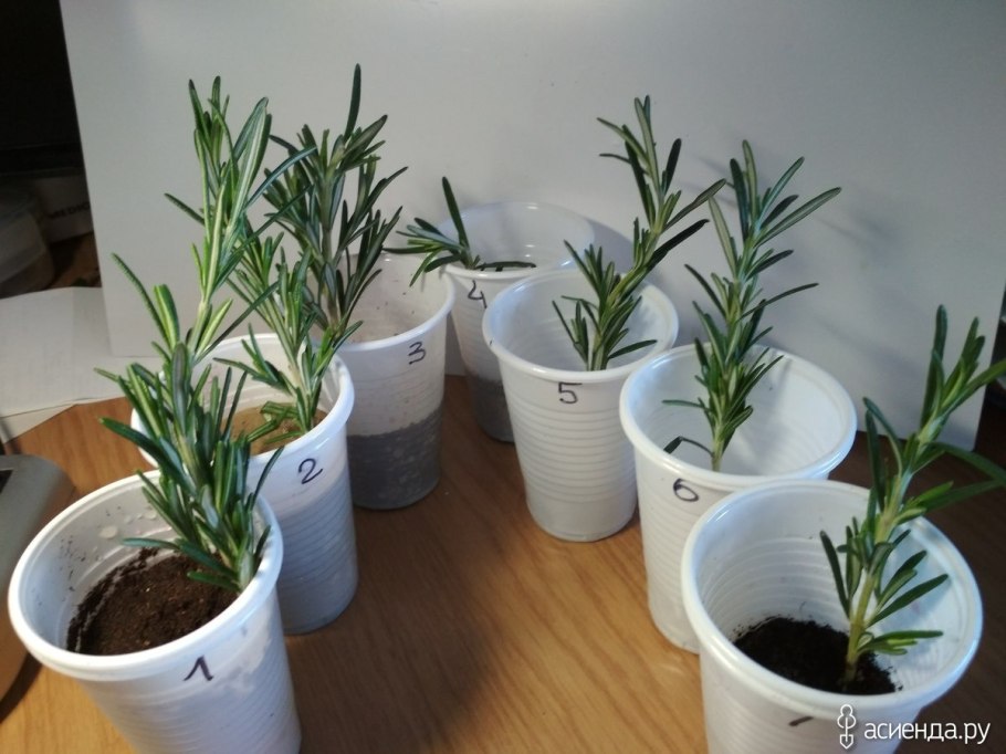 Отводки гортензии метельчатой