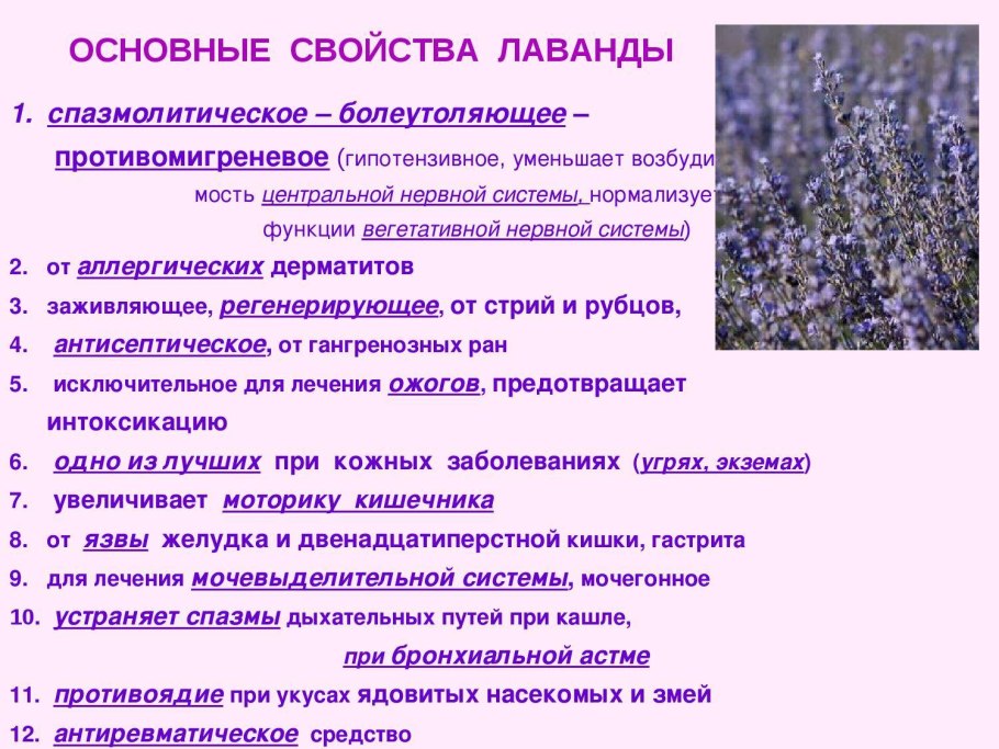 Мульчирование гортензии метельчатой