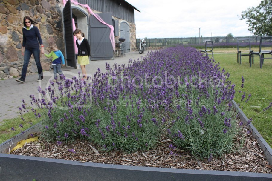 Высушенный розмарин