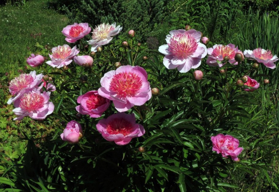 Пион Жемчужная россыпь