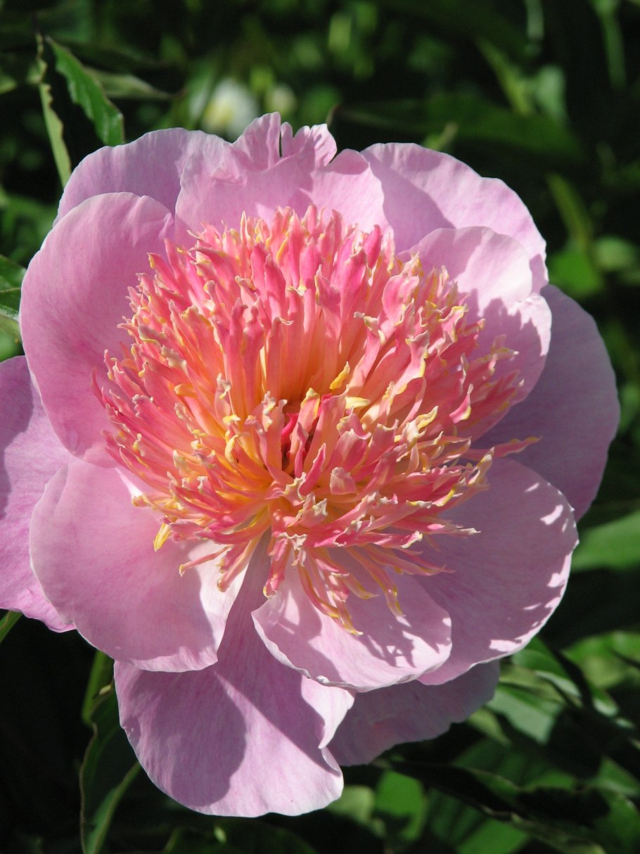 Густомахровые сорта пионов