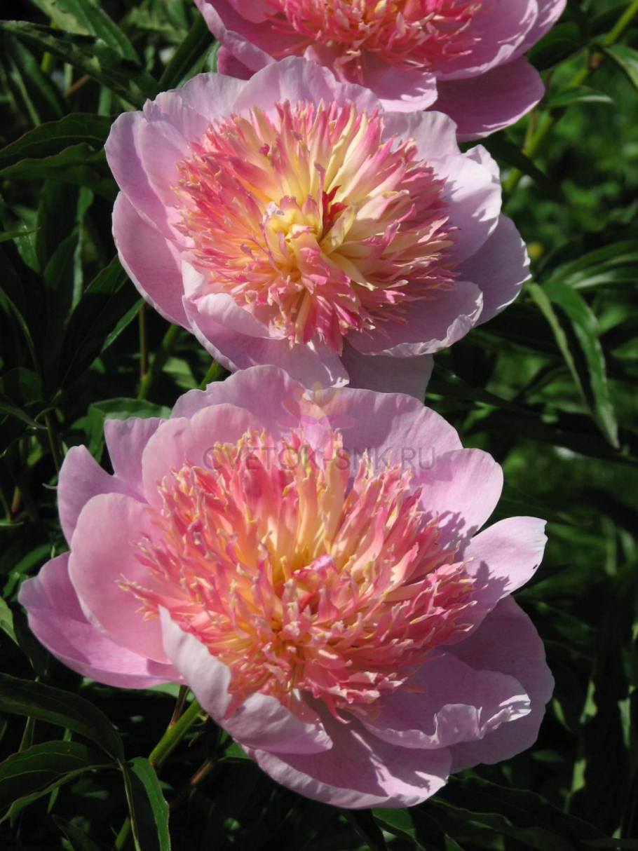 Пион Кёнинг Вильгельмина