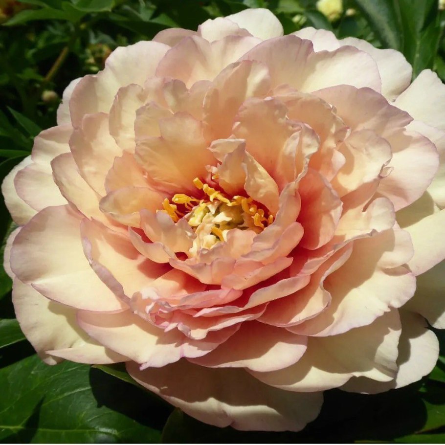 Пион Zhemchuzhnaya Rossip