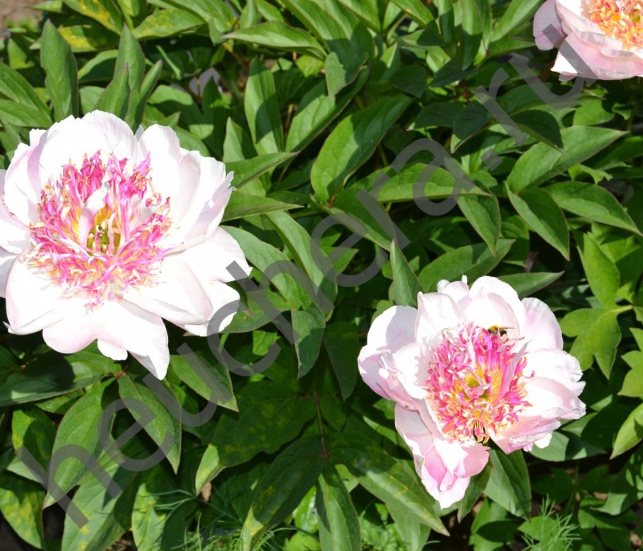 Пион Ду Телл фото и описание отзывы