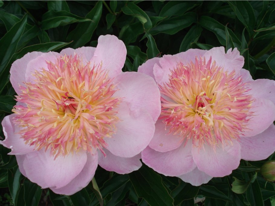 Zhemchuzhnaya rossip пион