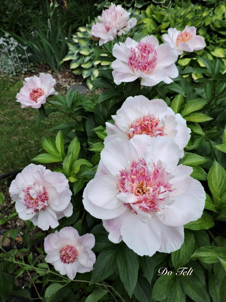 Пион молочноцветковый do tell