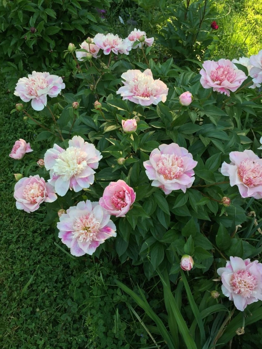 Пион Нелли Сейлор