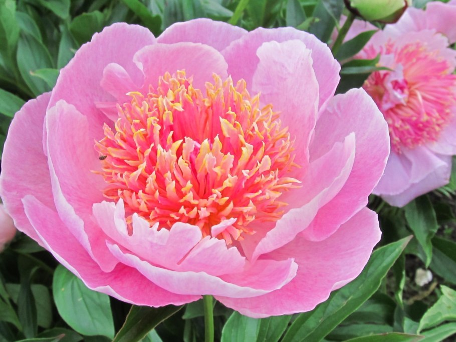 Пионы в контейнерах цена