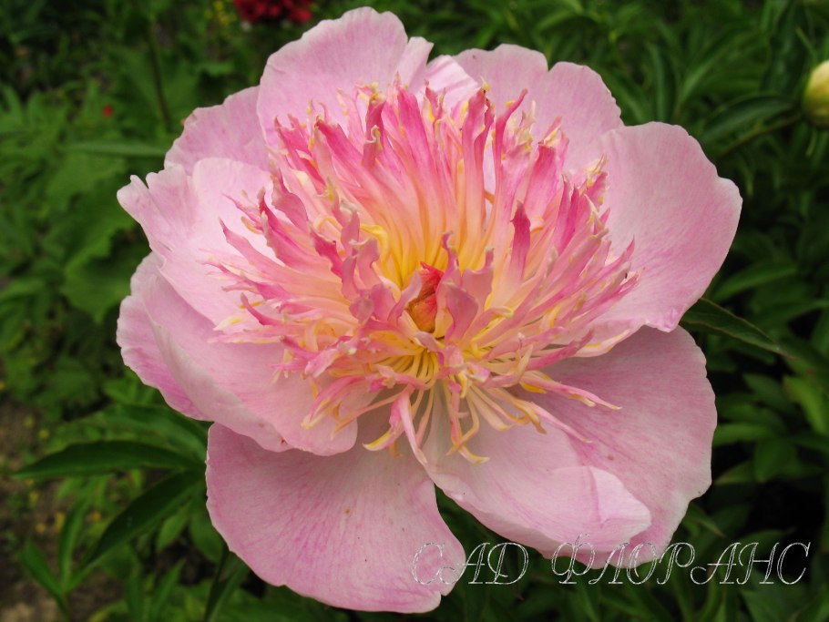 Пион Куинби