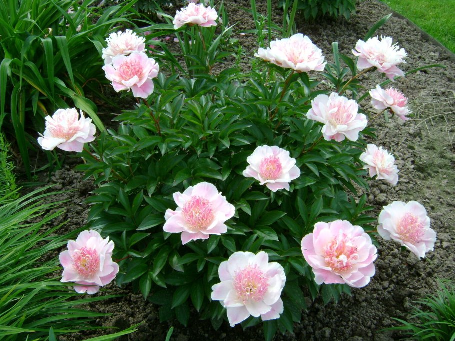 Пион молочноцветковый Ду Телл