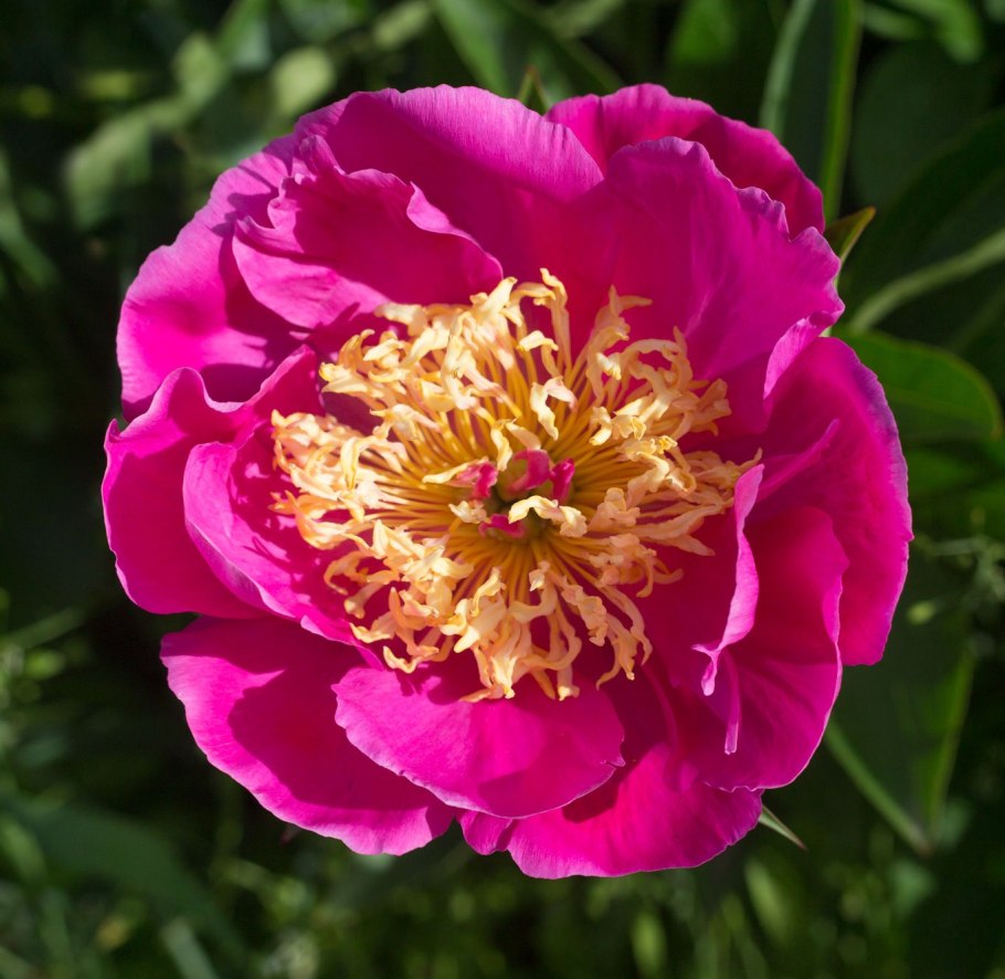 Paeonia Danсe du fue пион дансе Ду фуе