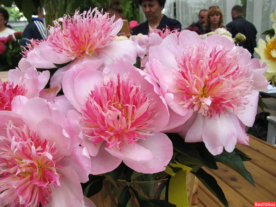 Пион do tell (Ду Телл)