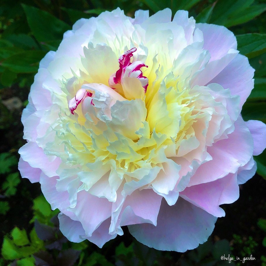 Пион молочноцветковый Мисс Экхарт