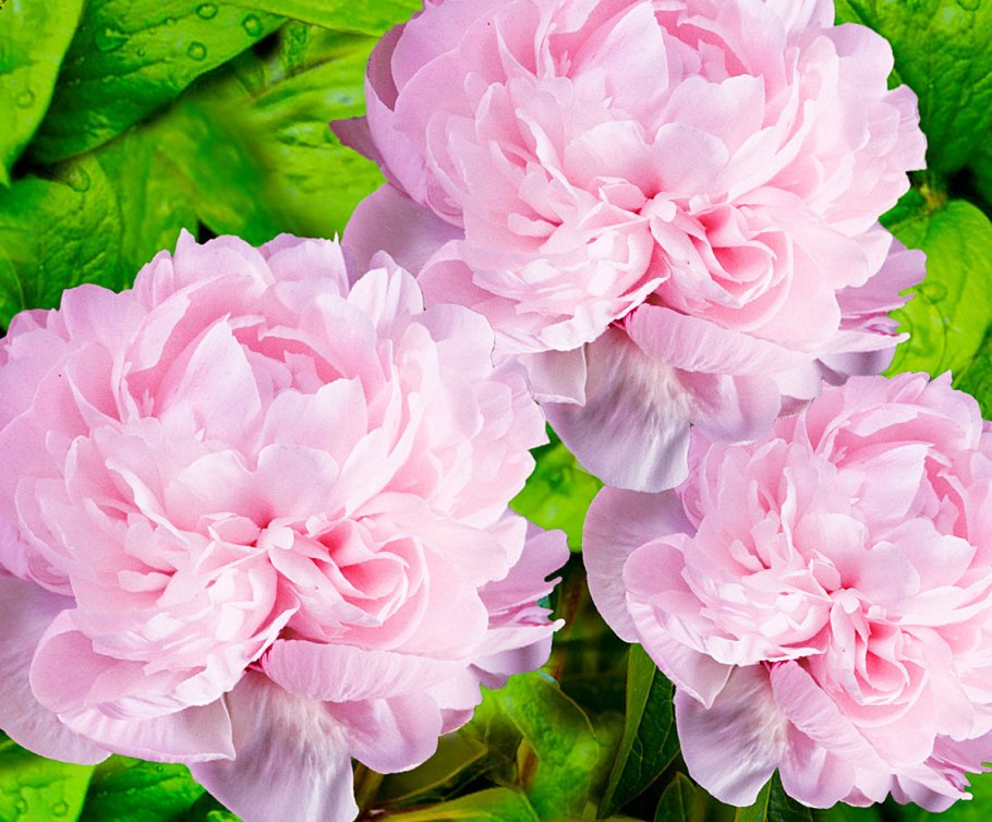 Пион травянистый мадам Годишо