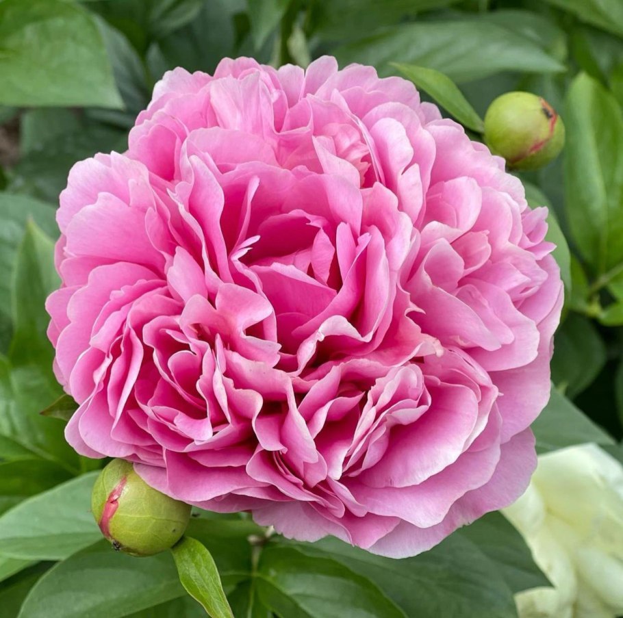 Пион молочноцветковый Ду Телл