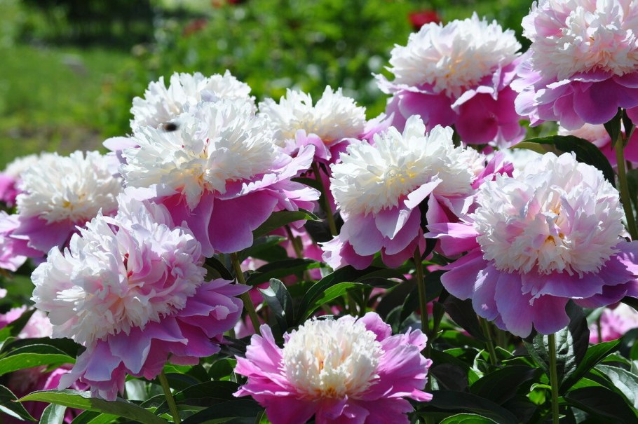 Пион Candy Stripe Кэнди страйп