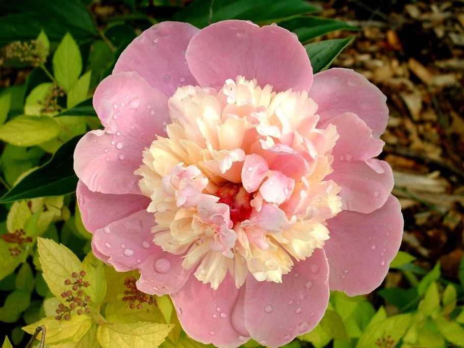 Пион молочноцветковый "Жемчужная россыпь"