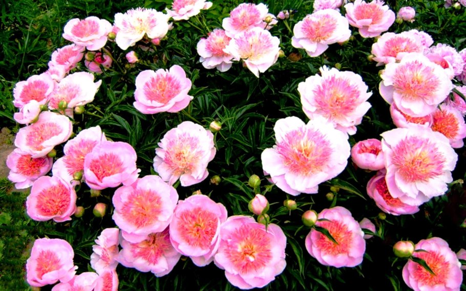 Пион Каррара