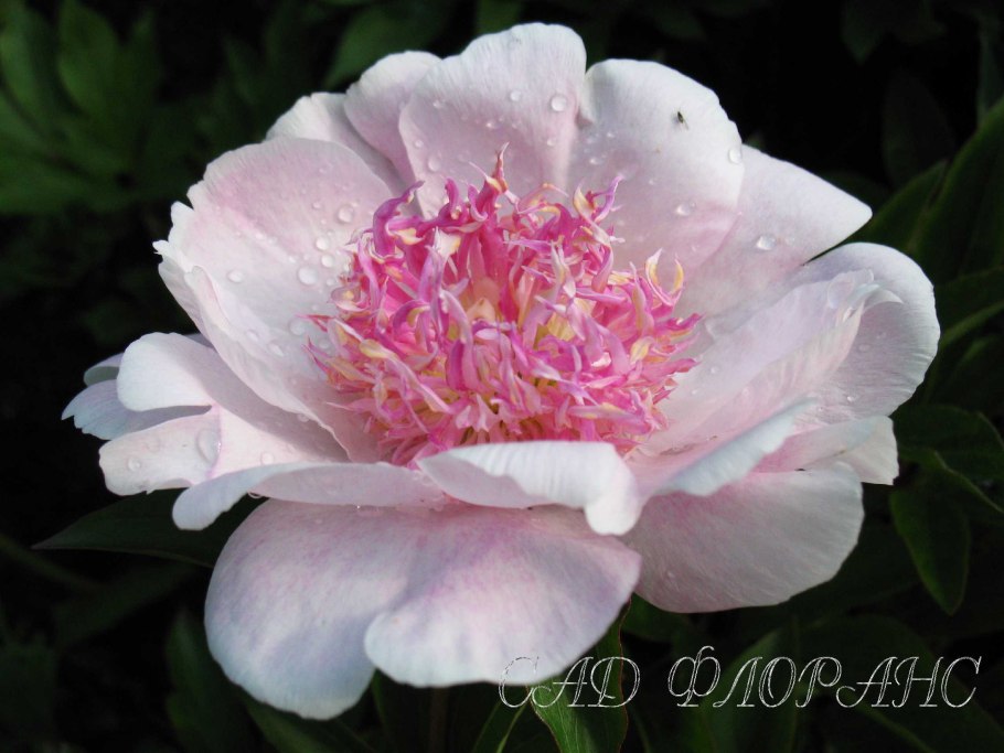 Пион Ду Телл в Гаршинке