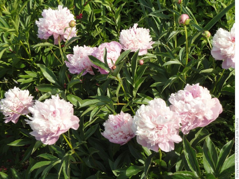 Пион Zhemchuzhnaya Rossip