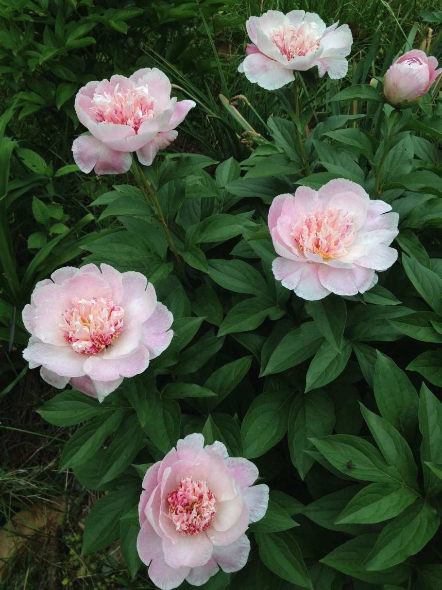 Пион молочноцветковый Ду Телл