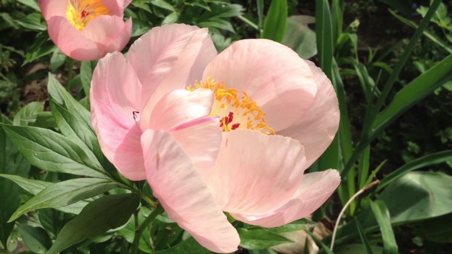 Пион Reine Supreme