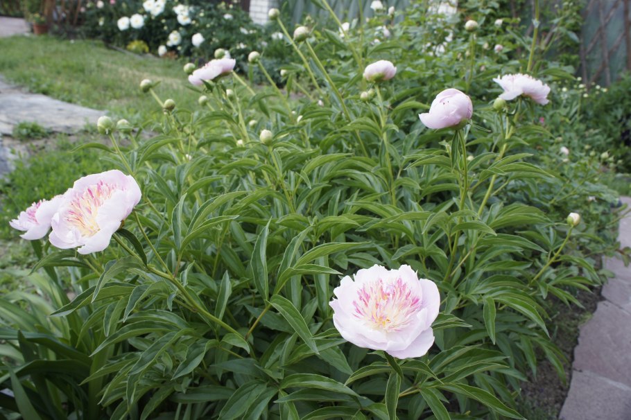 Пион Bowl of Beauty