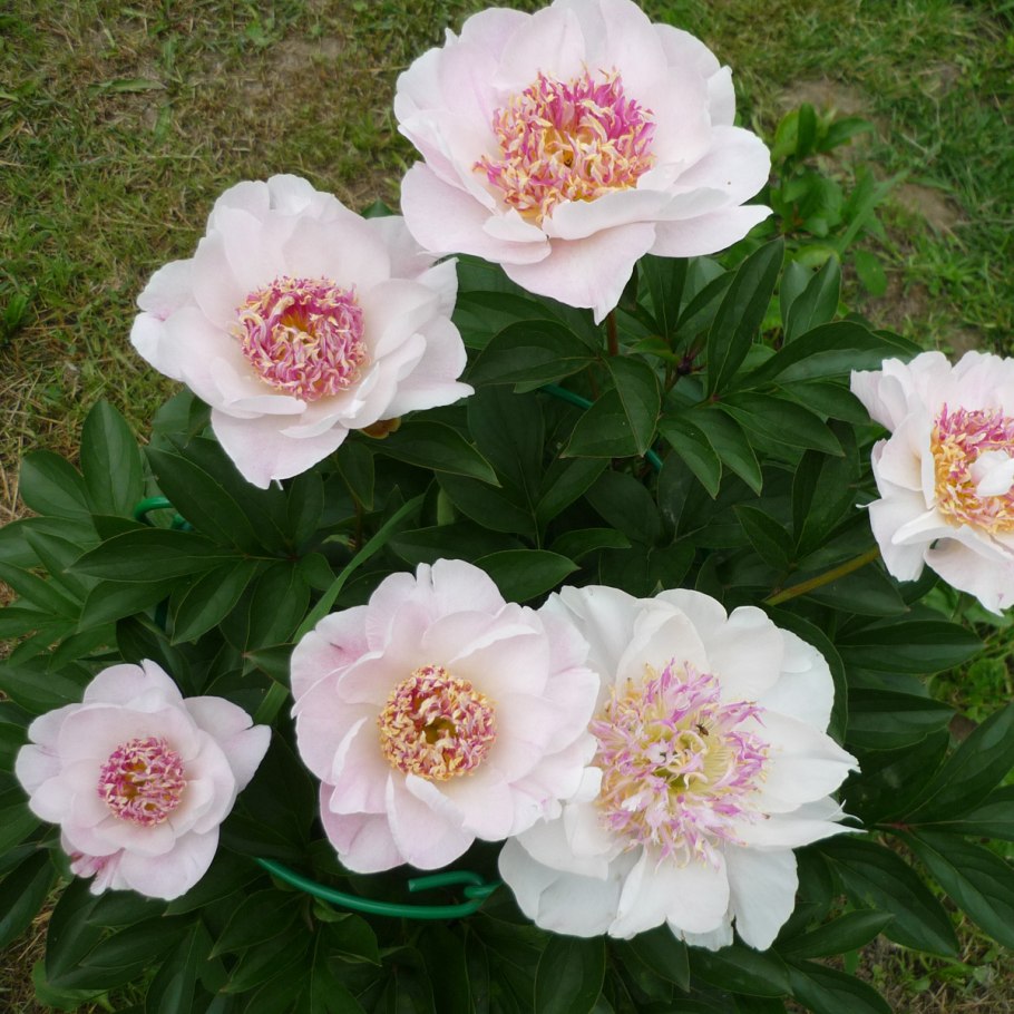 Пион Кундред