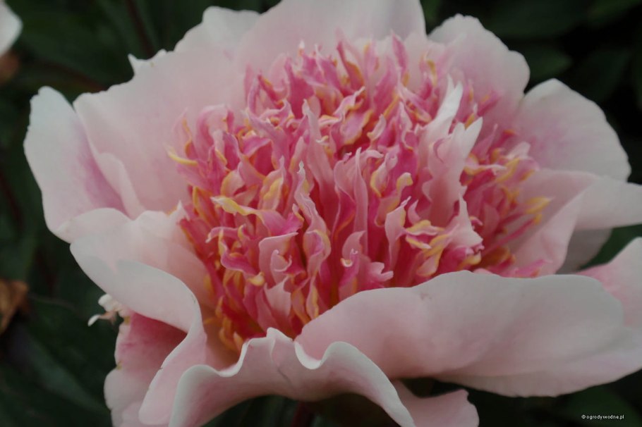 Paeonia (LD) 'do tell'