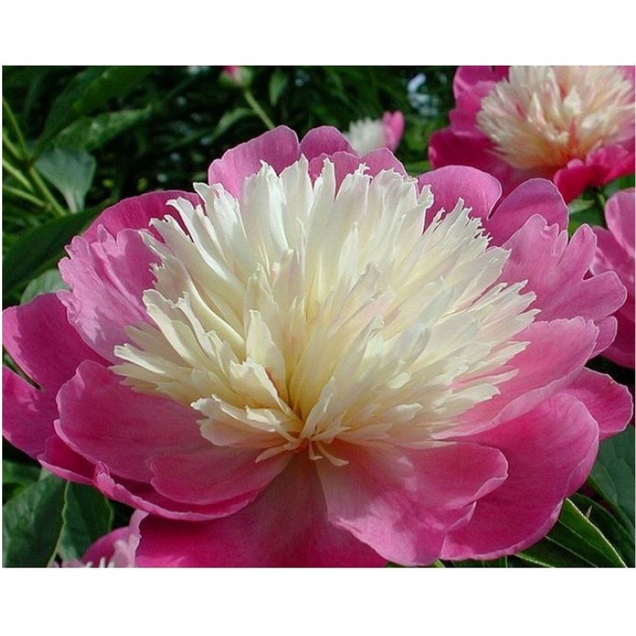 Пион Эдгар Джессеп