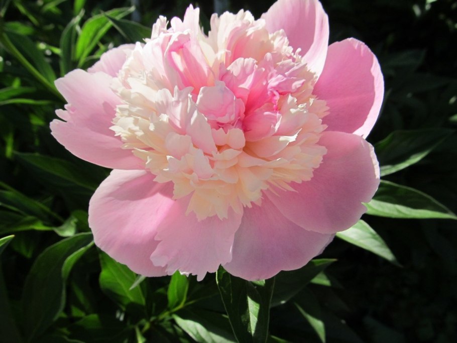 Пион Нэнси Нора