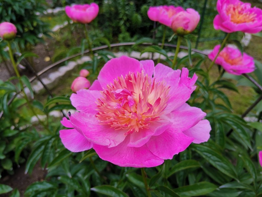 Пион Кэтис тач