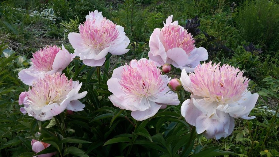 Пион травянистый Диннер Плейт