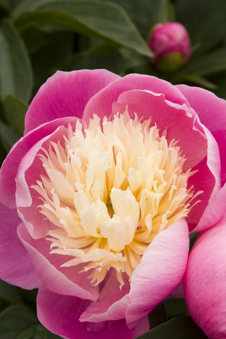 Пион Лоллипоп