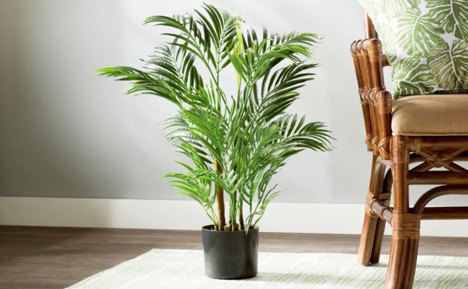 Ховея Бельмора