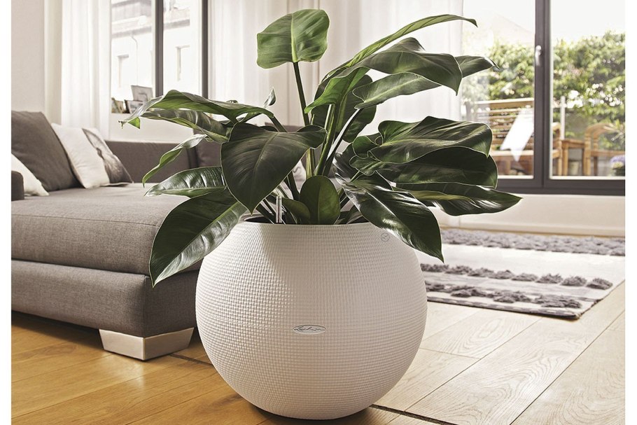 Высокие комнатные растения