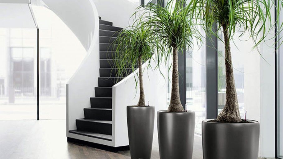 Декоративные растения для интерьера