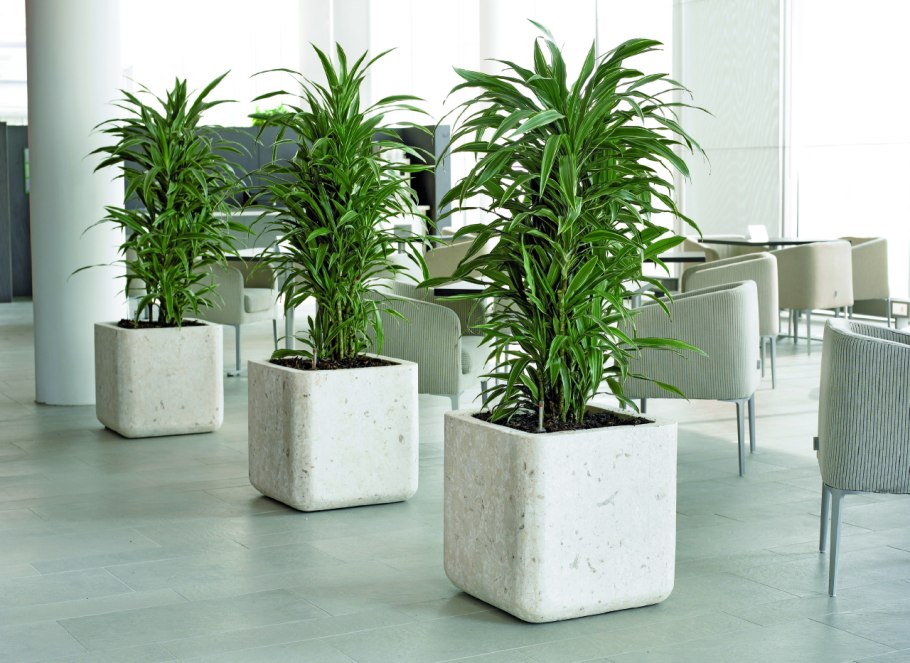 Офисная Пальма Драцена