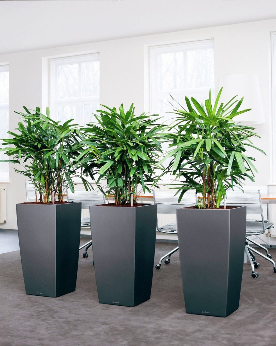 Рапис антрацит