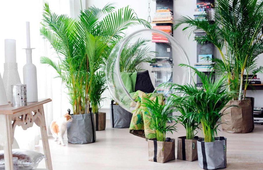 Арека Хризалидокарпус