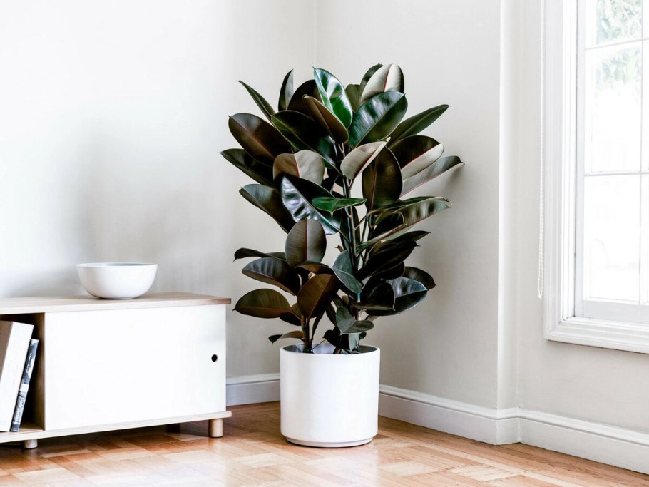 Фикус каучуконосный