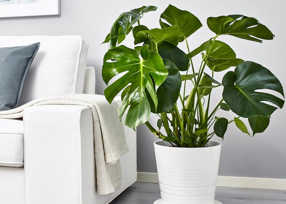 Спатифиллум, монстера, молочай.