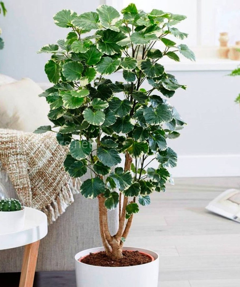 Полисциас Балфоуриана