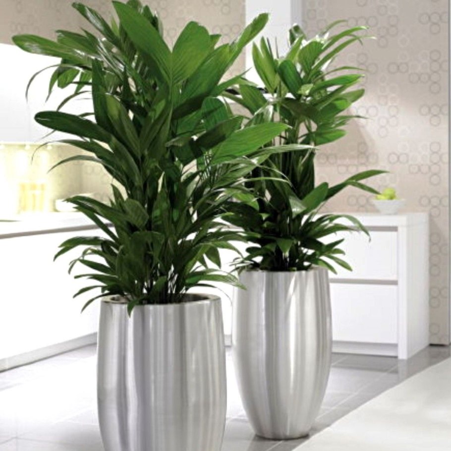 Офисные комнатные растения
