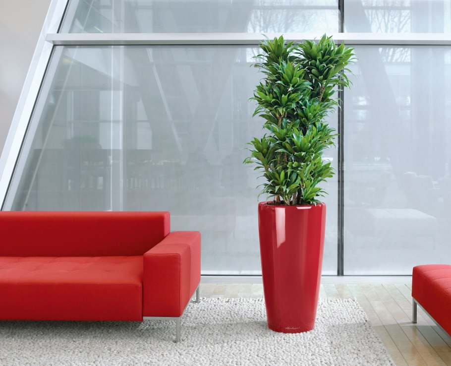 Лечуза Рондо