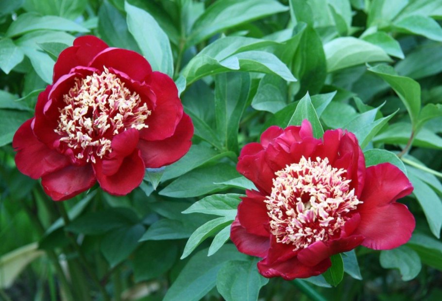 Пион Чарльз Берджесс