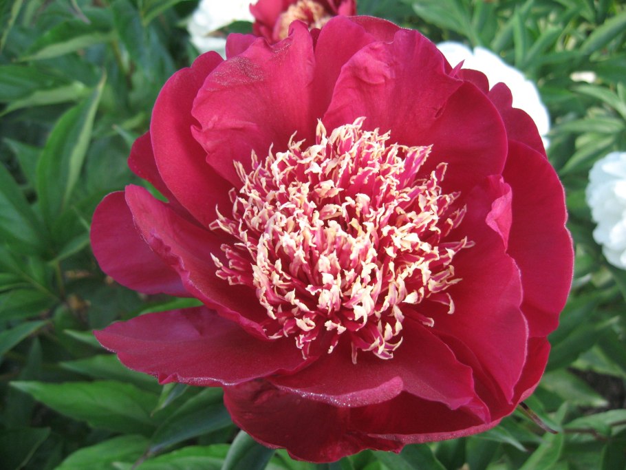 Paeonia hybrida