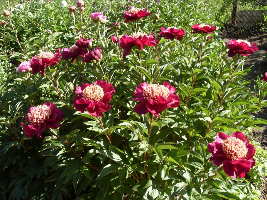 Пион Вест Элктон описание